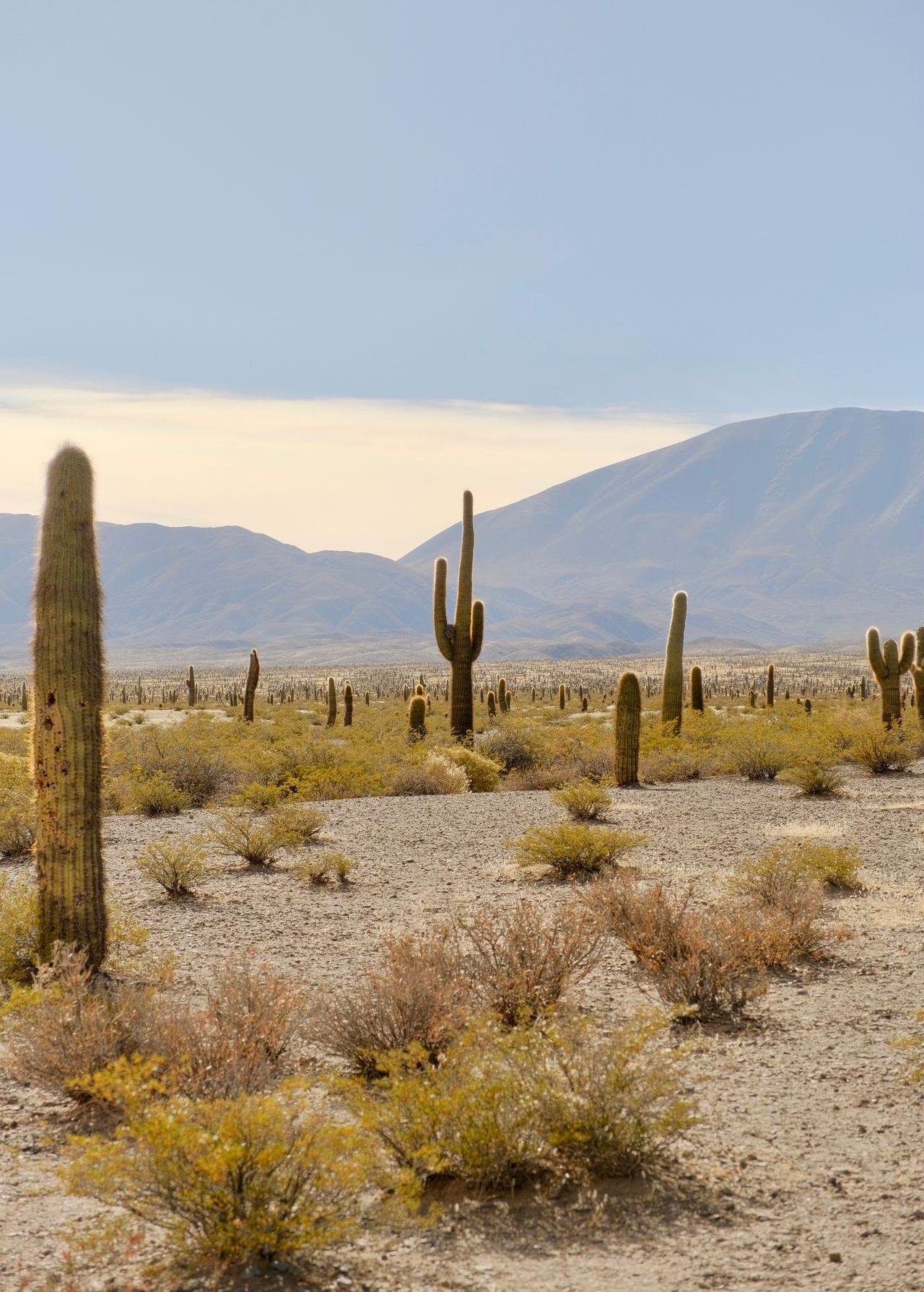 Arizona desert