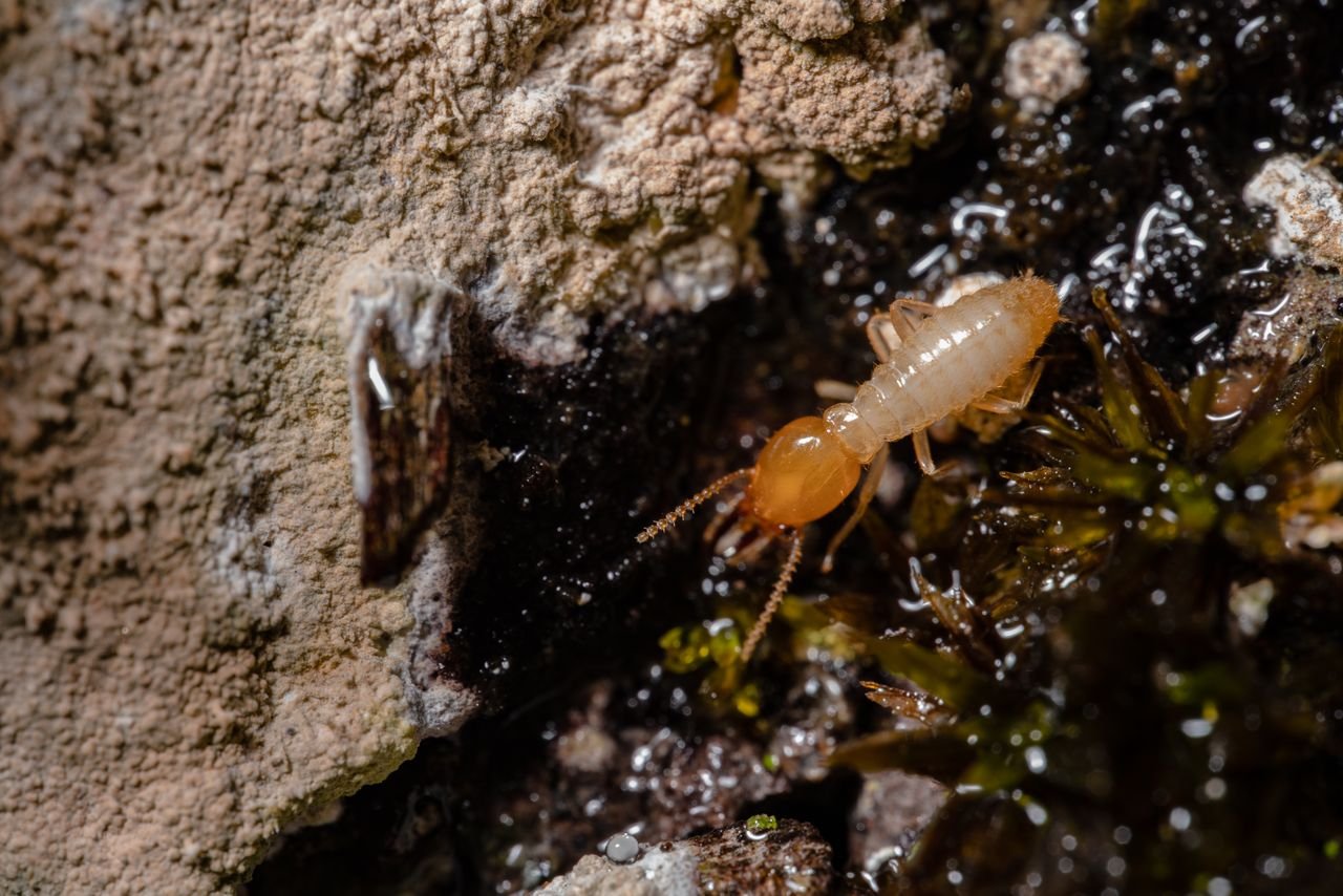 pexels-jimbear-12895278 Termite