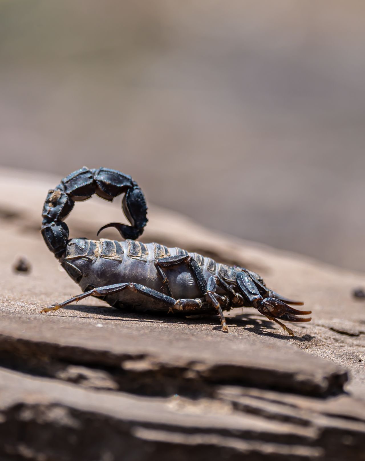 Scorpions